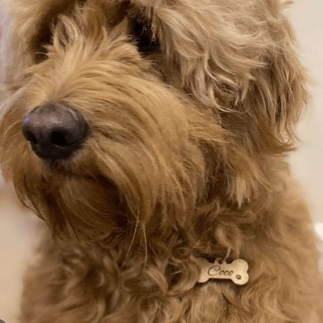 Dog Tags